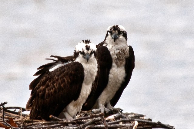 LSP Ospreys