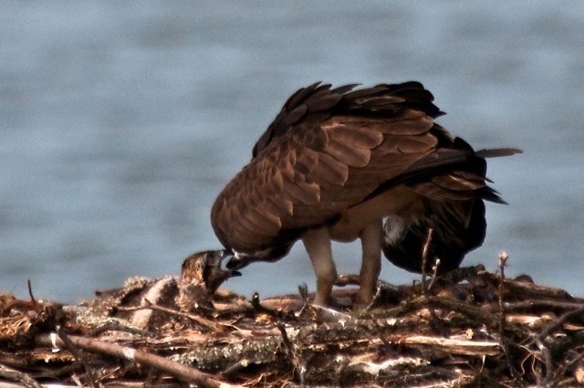 Osprey and Chick 2