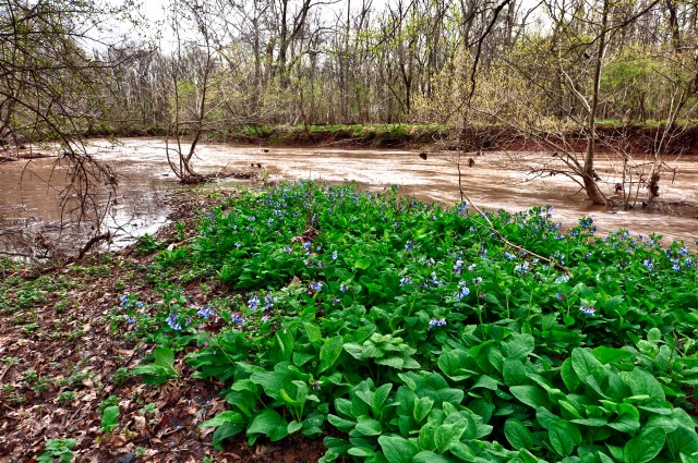 Bluebells on Cedar Run 3