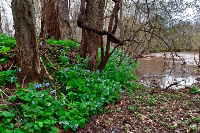 Bluebells on Cedar Run 4