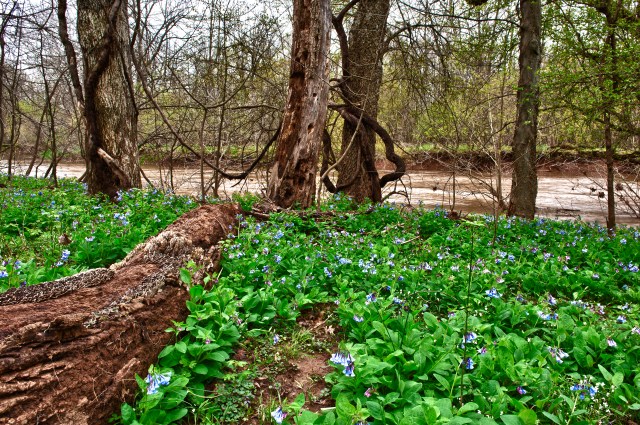 Bluebells on Cedar Run