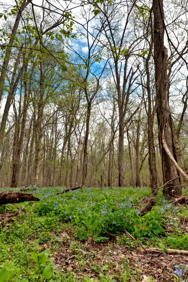 Bluebells with Blue Sky