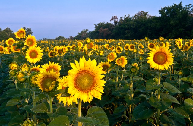 Sunflowers 1