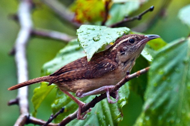 Carolina Wren