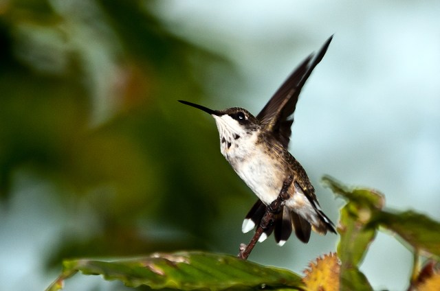 Hummingbird 2
