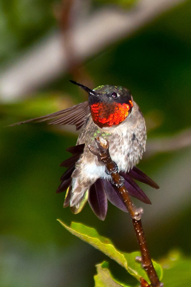 Hummingbird