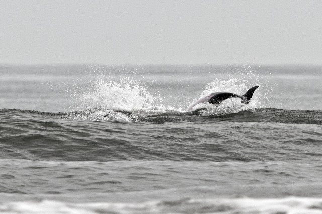 Dolphins at Big Talbot Island 2