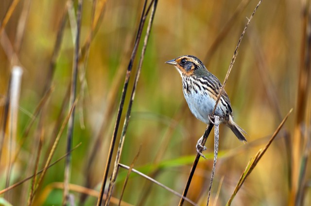 Salt Marsh Sparrow