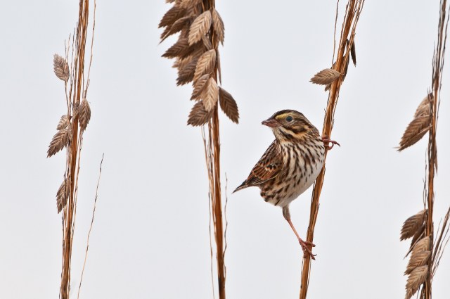 Sparrow at Big Talbot