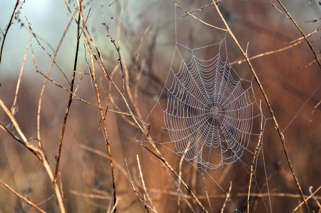 Dew Covered Spider Web