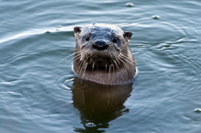 Otter Looking at Me