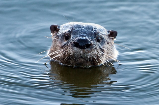 Otter Portrait