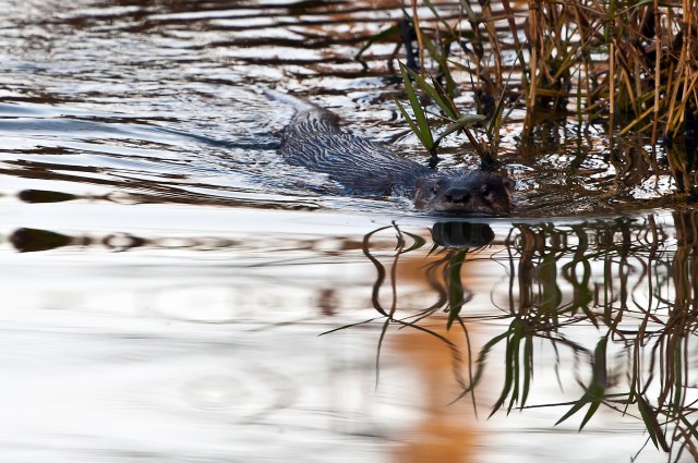 Otter Swimming 3