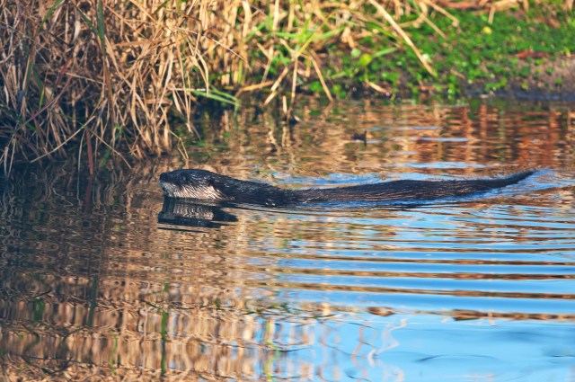 Otter Swimming 6