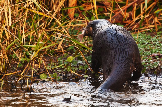 Otter with Fish 3