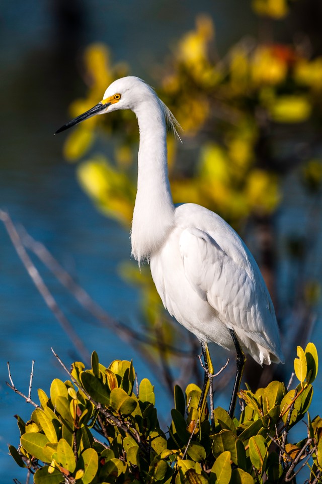Snowy Egret