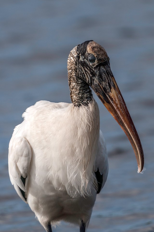 Wood Stork