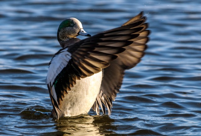 American Wigeon Wings Up 2