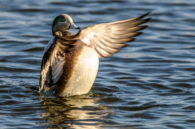 American Wigeon Wings Up