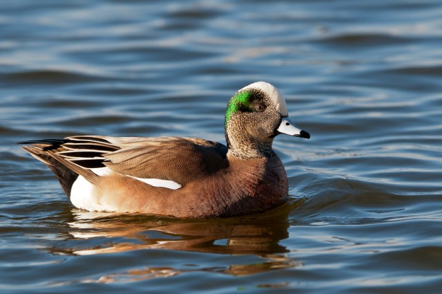 American Wigeon