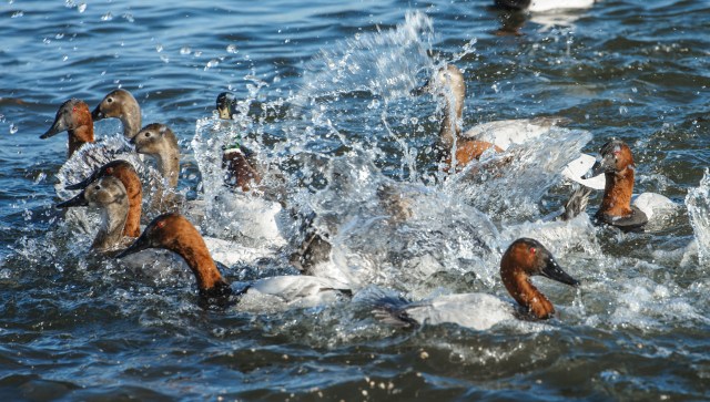 Duck Feeding Frenzy 2