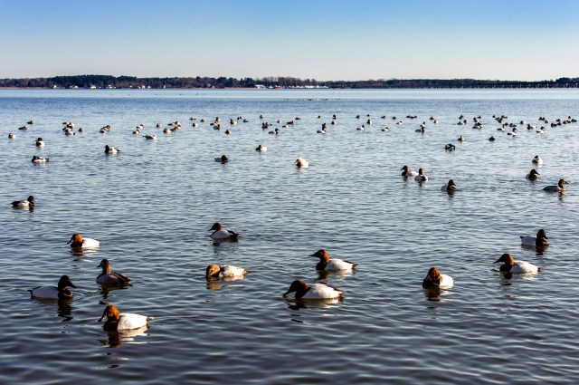 Ducks on the Choptank River
