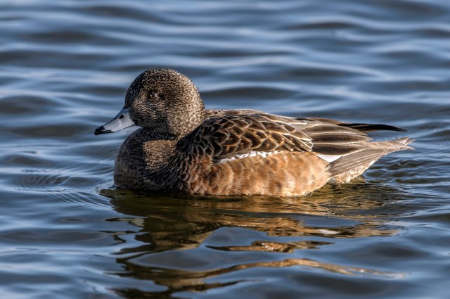 Female American Wigeon