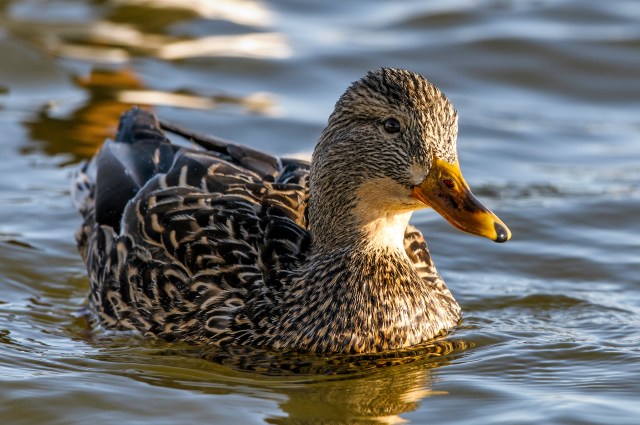 Female Mallard