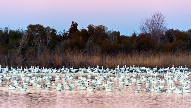 Snow Geese at Sunrise PHNWR 2