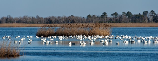 Snow Geese at Sunrise PHNWR 3