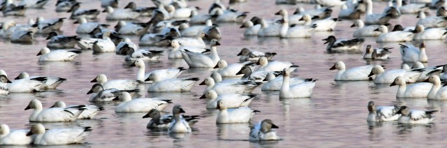 Snow Geese at Sunrise PHNWR 4