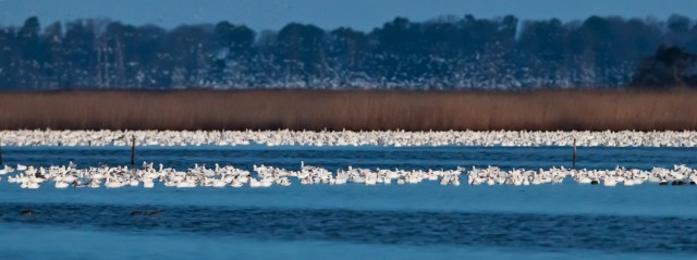 Snow Geese at Sunrise PHNWR 5