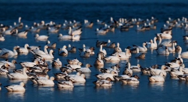 Snow Geese at Sunrise PHNWR