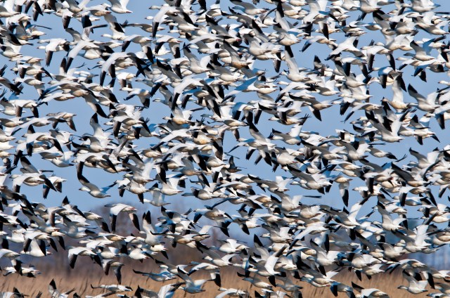 Snow Geese in Flight PHNWR 2