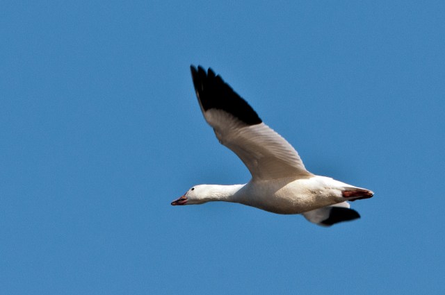 Snow Goose in Flight PHNWR