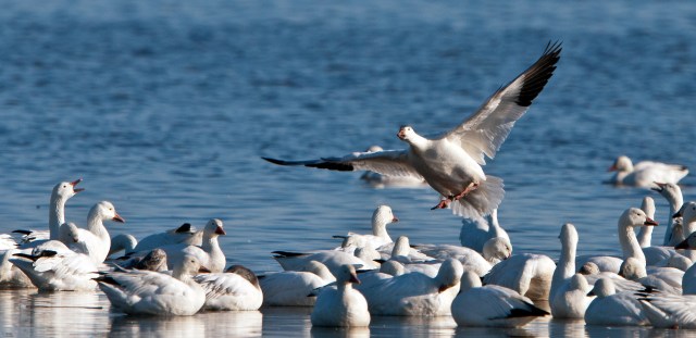 Snow Goose Landing PHNWR