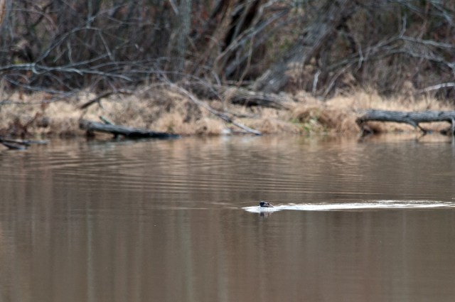 Beaver Swimming on Lake