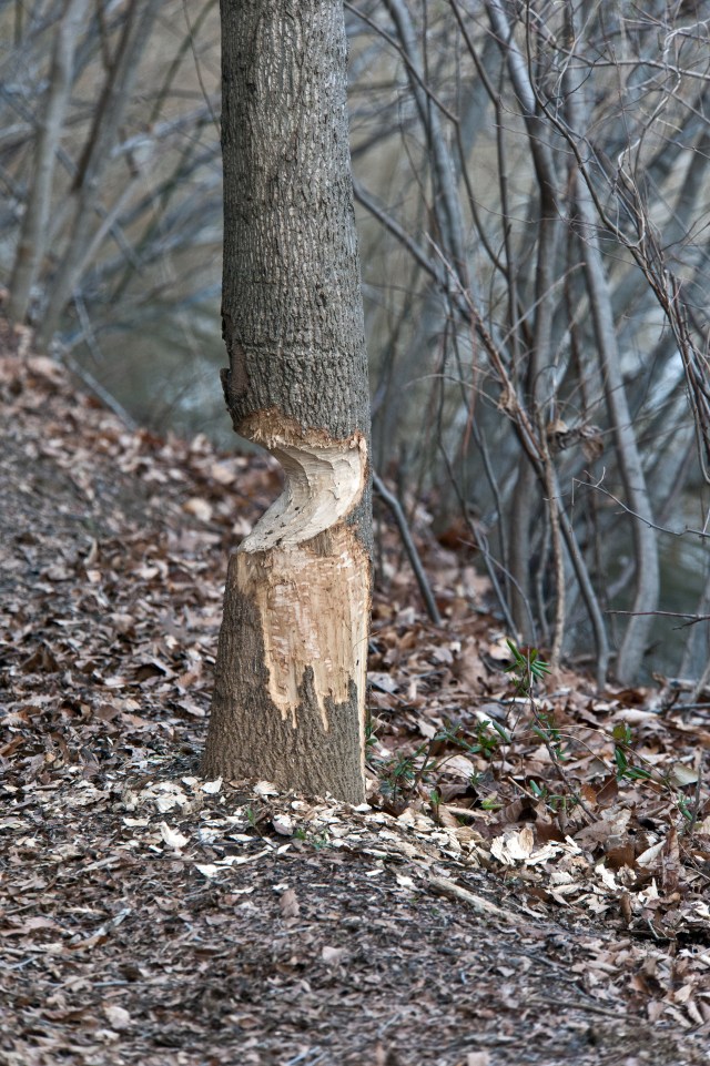 Beaver Wood Carving