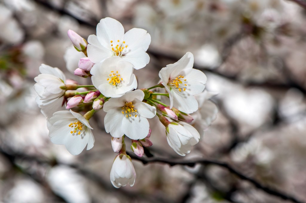 Spring Blos Spring Buds and Blooms | Stephen L Tabone Nature Photography