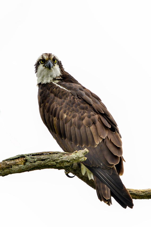 Osprey on Branch