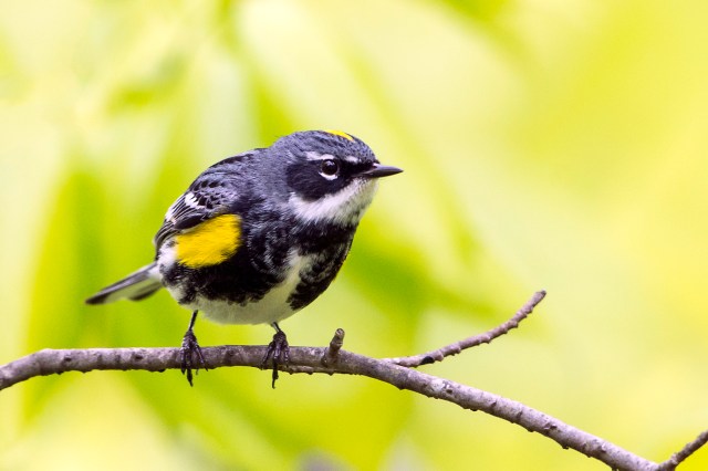 Yellow-rumped Warbler