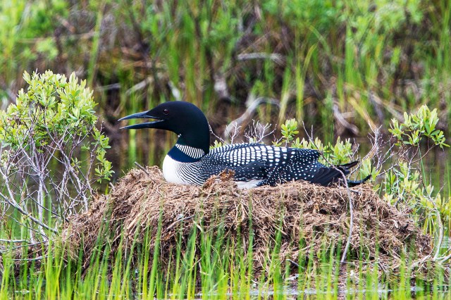 Common Loon 2