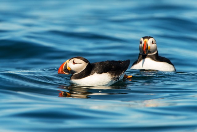 Puffins