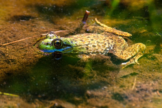 American-Bullfrog-at-Petit-Manan-NWR