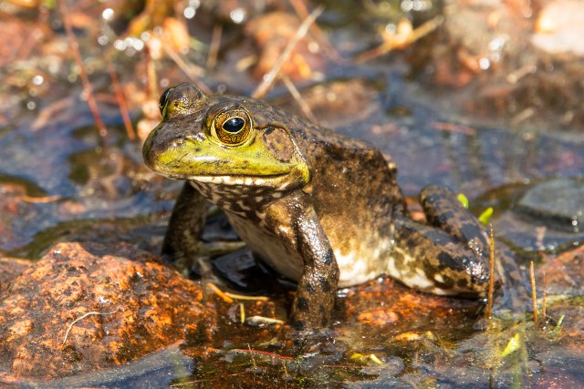 American-Bullfrog-in-Acadia-National-Park-2