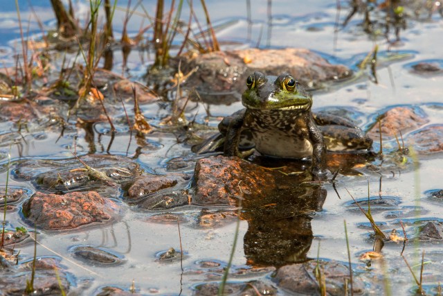 American-Bullfrog-in-Acadia-National-Park