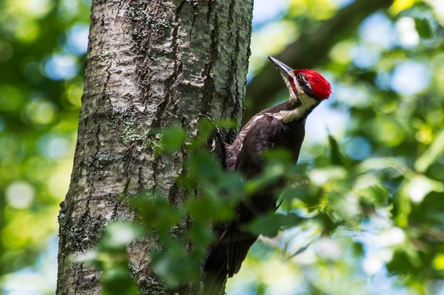 Pileated-Woodpecker-in-Heavily-Wooded-Area