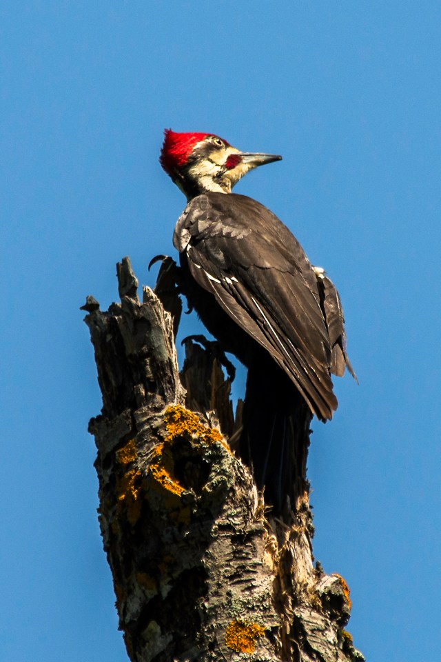 Pileated-Woodpecker