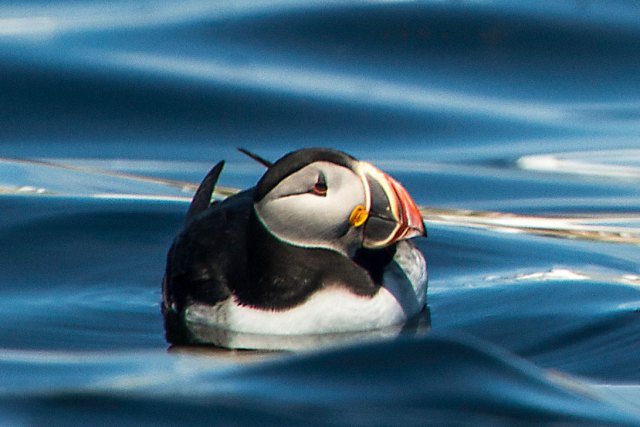 Puffin