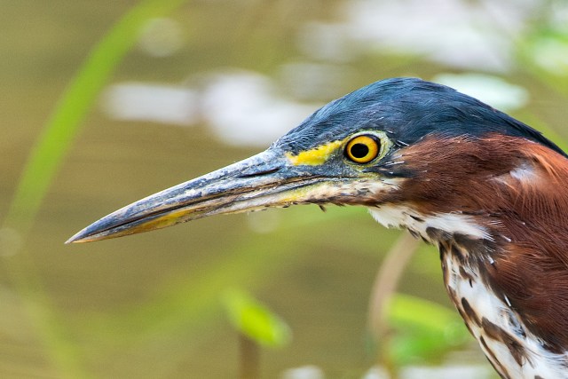 Green-Heron-Up-Close